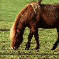 homeopathievoorpaarden